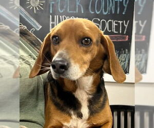 Beagle Dogs for adoption in Bolivar, MO, USA