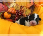 Small Photo #2 Bernedoodle-Poodle (Standard) Mix Puppy For Sale in SAINT GEORGE, UT, USA