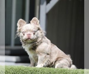 Father of the French Bulldog puppies born on 04/09/2026
