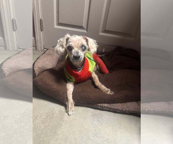 Medium Photo #6 Shih Tzu-Unknown Mix Puppy For Sale in Lewistown, PA, USA