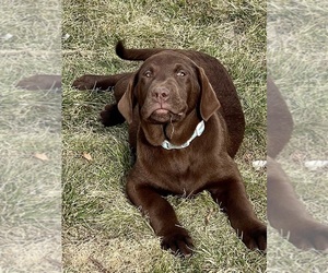 Labrador Retriever Puppy for sale in SUNNYSIDE, WA, USA