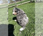 Small #11 Bernedoodle