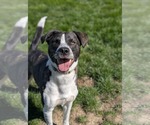 Small #2 American Pit Bull Terrier-Saint Bernard Mix