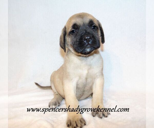 Medium Photo #8 Mastiff Puppy For Sale in CABOOL, MO, USA