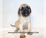 Small #7 Mastiff