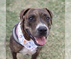 American Staffordshire Terrier Dogs for adoption in San Antonio, TX, USA