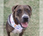 Small American Staffordshire Terrier