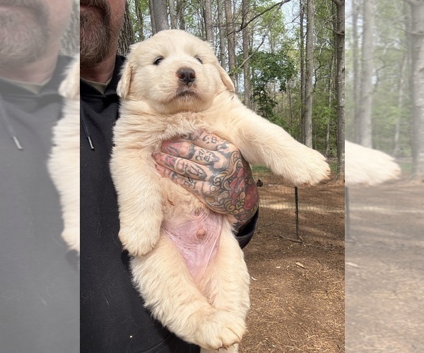 Medium Photo #20 Great Pyrenees Puppy For Sale in NEWTON, NC, USA
