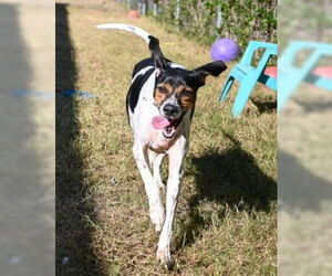 Bluetick Coonhound Dogs for adoption in Glen Allen, VA, USA