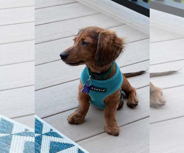Medium Photo #1 Dachshund Puppy For Sale in Sioux Falls, SD, USA