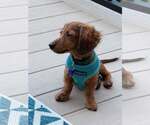 Maverick - Male Dachshund Dog for Adoption - Small photo