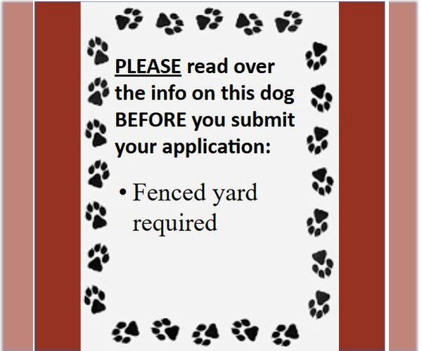 Medium Photo #4 Huskies -Unknown Mix Puppy For Sale in Fargo, ND, USA