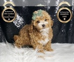 Small #6 Maltipoo