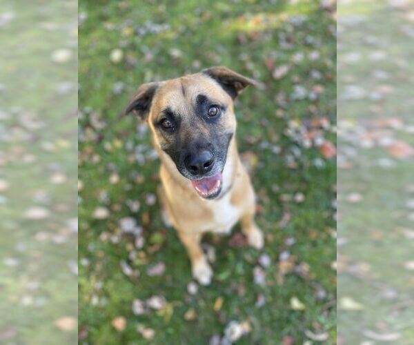 Medium Photo #10 Mutt Puppy For Sale in Springdale, PA, USA