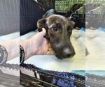 Small German Shepherd Dog Mix