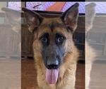 Small Photo #1 German Shepherd Dog Puppy For Sale in SAN ANGELO, TX, USA