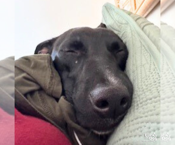 Medium Photo #10 Labrador Retriever-Retriever  Mix Puppy For Sale in Washington, DC, USA