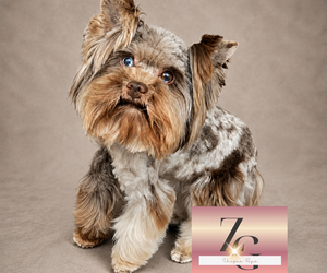 Father of the Yorkshire Terrier puppies born on 07/06/2026