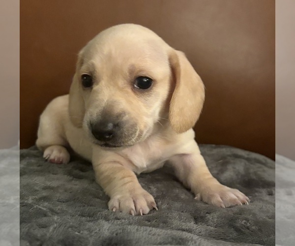 Medium Photo #1 Dachshund Puppy For Sale in CHARLOTTESVILLE, VA, USA