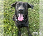 Small #2 Labrador Retriever-Retriever  Mix