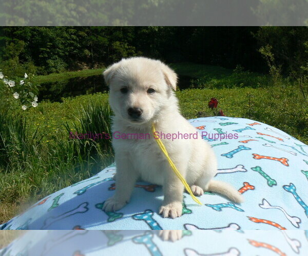 Medium Photo #17 German Shepherd Dog Puppy For Sale in PIEDMONT, MO, USA