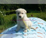 Small #16 German Shepherd Dog