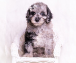 Small Photo #55 Poodle (Miniature) Puppy For Sale in WARSAW, IN, USA
