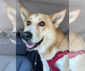 Mutt Dogs for adoption in Morganville, NJ, USA