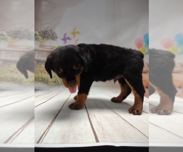 Medium Photo #4 Rottweiler Puppy For Sale in BONAPARTE, IA, USA