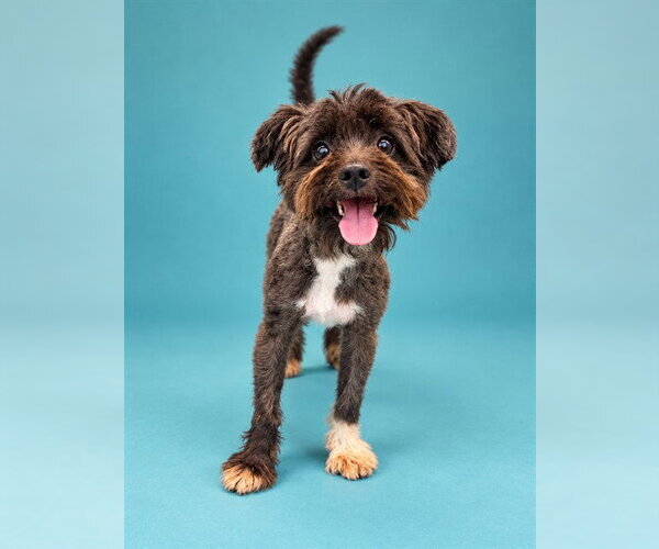 Medium Photo #1 Maltipoo (Miniature) Puppy For Sale in Pearland, TX, USA