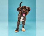 PEANUT - Male Maltipoo (Miniature) Dog for Adoption - Small photo