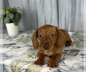 Dachshund Dog for Adoption in GREENWOOD, Indiana USA