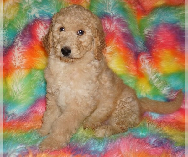 Medium Photo #1 Labradoodle mix (+ Poodle Standard) Puppy For Sale in LA HABRA, CA, USA