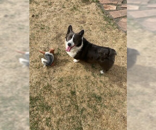 Medium Photo #4 Mutt Puppy For Sale in Denver , CO, USA