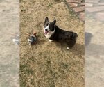 Small #3 Mutt