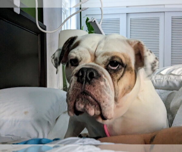 Medium Photo #5 Bulldog Puppy For Sale in St. Louis Park, MN, USA