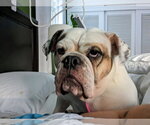 Small #4 Bulldog