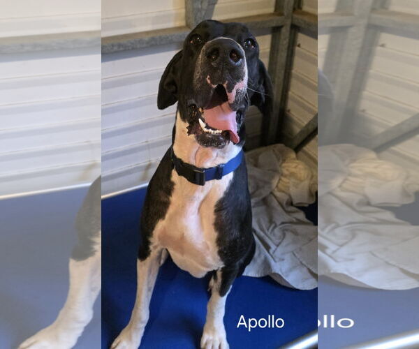 Medium Photo #2 Great Dane Puppy For Sale in Palm Beach, FL, USA