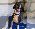 Small #1 Great Dane