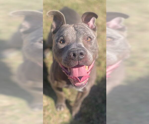 Medium Photo #1 American Pit Bull Terrier Puppy For Sale in Augusta, GA, USA