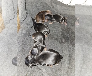 Yorkshire Terrier Puppy for Sale in ROGERSVILLE, Tennessee USA