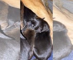 Small Photo #8 German Shepherd Dog Puppy For Sale in CARROLLTON, GA, USA