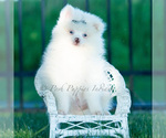 Small Photo #35 Pomeranian Puppy For Sale in WARSAW, IN, USA