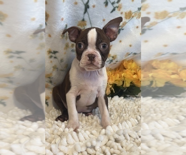 Medium Photo #1 Boston Terrier Puppy For Sale in MARTINSVILLE, IN, USA