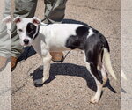 Small #3 American Staffordshire Terrier-Boxer Mix