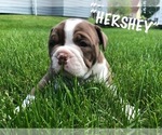 Small Photo #4 Olde English Bulldogge Puppy For Sale in MASSILLON, OH, USA