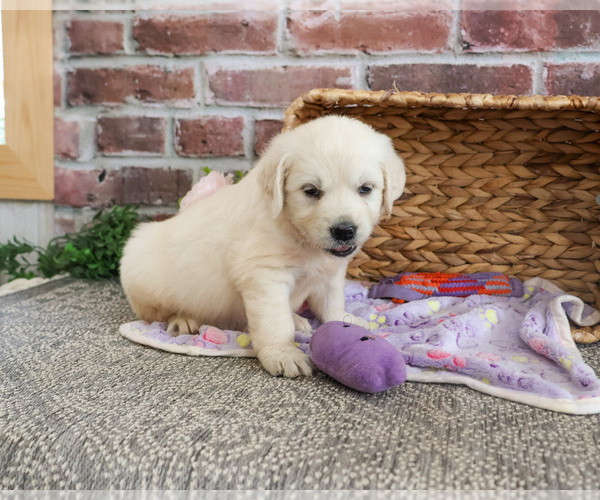 Medium Photo #6 Golden Retriever Puppy For Sale in SYRACUSE, IN, USA