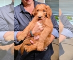 Puppy 3 Goldendoodle mix (+ Poodle Standard)