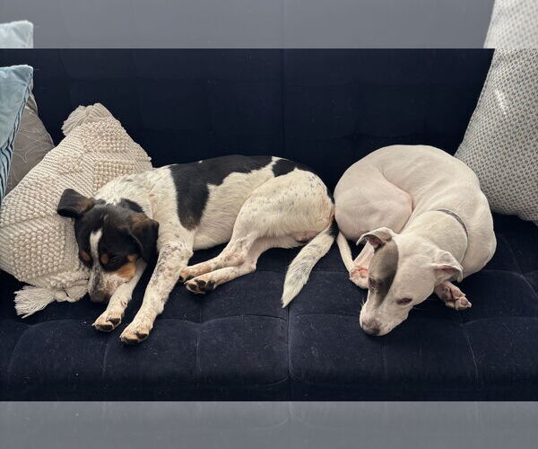 Medium Photo #7 Beagle-Unknown Mix Puppy For Sale in Minneapolis, MN, USA