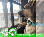 Small #2 Black Mouth Cur Mix